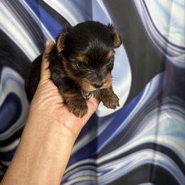 Aspen - Black and gold male Yorkshire Terrier puppy in Detroit, Michigan from Steel Blue Diamond Kennel