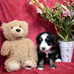 Bernedoodle and Miniature Australian Shepherd Puppies from Miller's Aussie,Bernedoodle Pups!