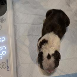 Girl 4 - Red female Boston Terrier puppy in Millers Creek, North Carolina from Tumbling Shoals Hilltop Bostons