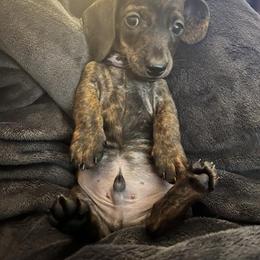Dachshund Puppies from Army of Dachshunds