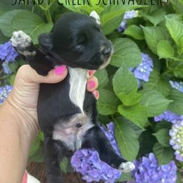 Miniature Schnauzer Puppies from Sandy Creek Schnauzers