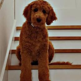 Goldendoodle and Poodle All Grown Up from Colorful Creations Doodles and Poodles