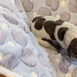 German Shorthaired Pointer Puppies from Hanaway GSPs