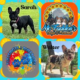 Sarah - French Bulldog