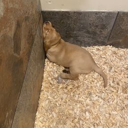 German Shorthaired Pointer, Labrador Retriever, and Working Cross Puppies from Upland Valley Kennels