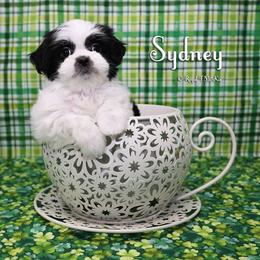 Sydney - Black female Mi-Ki puppy in Elizabeth, Colorado from Royal T Mi-Kis