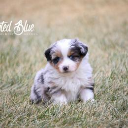 Australian Shepherd Puppies from Painted Blue Aussies