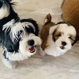 Goldendoodles and Tibetan Terriers from Dood Ranch Doodles & Kildare Tibetan Terriers