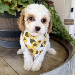 Padme' - Yellow - Blenheim female Cavapoo puppy in South Jordan, Utah from Simply Sweet Paws. LLC