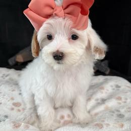 D-Peach Girl - Parti female Goldendoodle puppy in Lewisville, Texas from Texas Goldendoodle Lovers