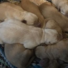 Labrador Retriever Puppies from Pierce Labs