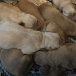 Labrador Retriever Puppies from Pierce Labs