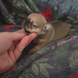 Rory - Black sabled fawn female Chihuahua puppy in Ashtabula, Ohio from Paw's & Awe's Chihuahuas