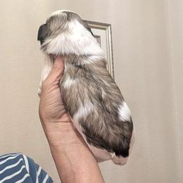 Mocha - Tricolor female Shih Tzu puppy in Choctaw, Oklahoma from Karen Elliott