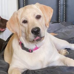 Hope  - Labrador Retriever