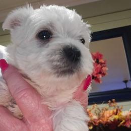 Small male - White male West Highland White Terrier puppy in Calera, Alabama from Debra's Pups