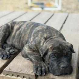 Orange - Black brindle male Cane Corso puppy in Opelousas, Louisiana from Azelees Cane Corso