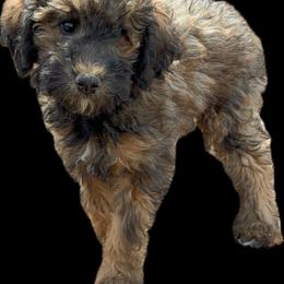 Button - Phantom female Poodle puppy in Longmont, Colorado from Colorado Miniature Bernedoodle Puppies