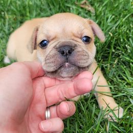 French Bulldogs from Monson French Bulldogs