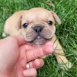 French Bulldogs from Monson French Bulldogs