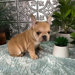 Urajiro girl - Fawn female French Bulldog puppy in Shelby Township, Michigan from Duvalls frenchies