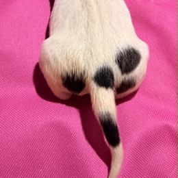 Female 1 - White female American Staffordshire Terrier puppy in Roseburg, Oregon from Bold & Beautiful Amstaffs