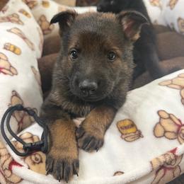 Mr Black - Sable male German Shepherd puppy in Berlin, Wisconsin from Gypsy Miracle Kennels