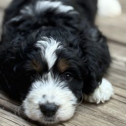 Acadia - Tri-color female Bernedoodle puppy in Larimer County, Colorado from Puppy Love Doodles