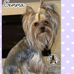 Gemma - Yorkshire Terrier