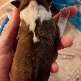 Boy 1 - Red male Boston Terrier puppy in Canmer, Kentucky from Hiser's Bluegrass Bostons