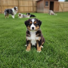 Australian Shepherd Puppies from Shelter Cove Aussies