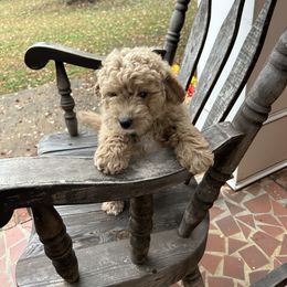 Elton - Cream male Goldendoodle puppy in Mint Hill, North Carolina from DoodleForever