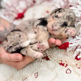 Storm - Phantom Bernedoodle puppy in Elkin, North Carolina from Poodle and Doodle Haven