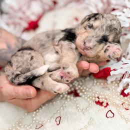 Storm - Phantom Bernedoodle puppy in Elkin, North Carolina from Poodle and Doodle Haven