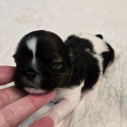 Boy green collar Rosey - Tricolor male Shih Tzu puppy in Missouri from Farm Animal Mommy Shih tzu's