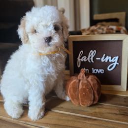 Yellow Collar Lilly - Cream female Goldendoodle puppy in Bristol, Tennessee from 4goldendoodles
