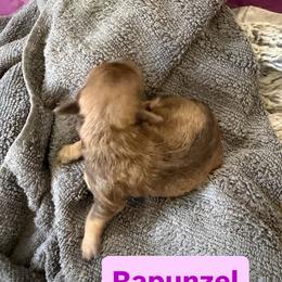 Rapunzel - Chocolate brindle female Havanese puppy in Culver City, California from Havan Sent Havanese