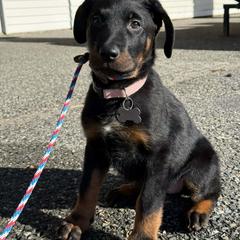 Annie - Black and tan female Beauceron puppy in Patten, Maine from Beaucerons De La Valle Katahdin