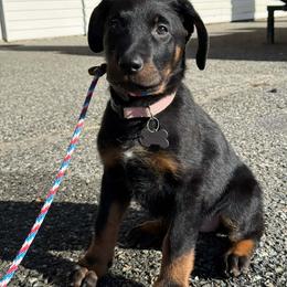 Annie - Black and tan female Beauceron puppy in Patten, Maine from Beaucerons De La Valle Katahdin