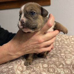 Mocha - Lilac tri-color female Bulldog puppy in Medical Lake, Washington from Back Forty Boxers and Old English Bulldogs