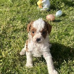 Pooh bear - Tri-color male Cavapoo puppy in Quitman, Texas from Wright Doodles