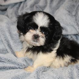 Simon - Black and white male Shih Tzu puppy in Tampa, Florida from Fancy Shih Tzus Florida