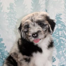 Sheepadoodle Puppies from Mulberry Ride Doodles