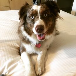 Zoey - Miniature Australian Shepherd