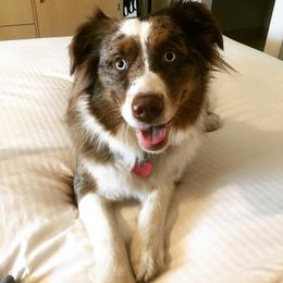 Zoey - Miniature Australian Shepherd