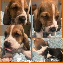 Orange Collar male - Black white and tan male Basset Hound puppy in Temple, Texas from Southern Rose Bassets