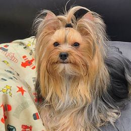 Yorkshire Terriers from Yogo Yorkies of Montana