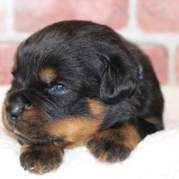 Blue boy - Black and mahogany male Rottweiler puppy in Auburn, California from Vom Haus Flores