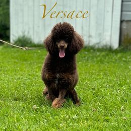 Poodle All Grown Up from LAE’s  Poodles