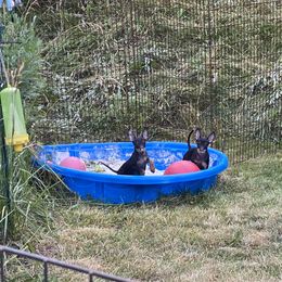 Manchester Terrier Puppies from Maximal Manchester Terriers
